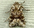 ( - RWWA-2346)  @13 [ ] CreativeCommons - Attribution (2011) CBG Photography Group Centre for Biodiversity Genomics