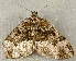  ( - RWWA-2471)  @13 [ ] CreativeCommons - Attribution (2011) CBG Photography Group Centre for Biodiversity Genomics