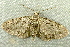  (Pasiphila rectangulata - RWWA-2476)  @15 [ ] CreativeCommons - Attribution (2011) CBG Photography Group Centre for Biodiversity Genomics