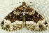  ( - RWWA-2501)  @13 [ ] CreativeCommons - Attribution (2011) CBG Photography Group Centre for Biodiversity Genomics