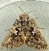  ( - RWWA-2529)  @12 [ ] CreativeCommons - Attribution (2011) CBG Photography Group Centre for Biodiversity Genomics