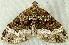  ( - RWWA-2535)  @13 [ ] CreativeCommons - Attribution (2011) CBG Photography Group Centre for Biodiversity Genomics