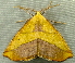  ( - RWWA-2544)  @12 [ ] CreativeCommons - Attribution (2011) CBG Photography Group Centre for Biodiversity Genomics