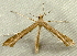  (Platyptilia williamsii - RWWA-2583)  @14 [ ] CreativeCommons - Attribution (2011) CBG Photography Group Centre for Biodiversity Genomics