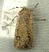  ( - RWWA-2663)  @12 [ ] CreativeCommons - Attribution Non-Commercial Share-Alike (2011) Richard Wilson Unspecified
