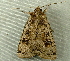 (Xestia plebeia - RWWA-2708)  @14 [ ] CreativeCommons - Attribution Non-Commercial Share-Alike (2011) Richard Wilson Unspecified