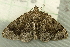  ( - RWWA-2719)  @13 [ ] CreativeCommons - Attribution (2012) CBG Photography Group Centre for Biodiversity Genomics