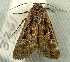  ( - RWWA-2751)  @11 [ ] CreativeCommons - Attribution (2012) CBG Photography Group Centre for Biodiversity Genomics