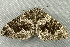  ( - RWWA-2769)  @13 [ ] CreativeCommons - Attribution (2012) CBG Photography Group Centre for Biodiversity Genomics