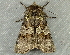  ( - RWWA-3368)  @12 [ ] CreativeCommons - Attribution Non-Commercial Share-Alike (2012) Richard Wilson Unspecified