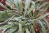  (Gethyllis barkerae subsp. barkerae - Summerfield_4868b)  @11 [ ] CreativeCommons - Attribution Non-Commercial Share-Alike (2012) P. Spies UFS