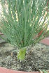  (Gethyllis grandiflora - Summerfield_2291)  @11 [ ] CreativeCommons - Attribution Non-Commercial Share-Alike (2012) P. Spies UFS