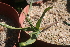  (Gethyllis latifolia - Summerfield_3796)  @11 [ ] CreativeCommons - Attribution Non-Commercial Share-Alike (2012) P. Spies UFS