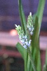  (Lachenalia mediana - Spies 9029)  @11 [ ] CreativeCommons - Attribution Non-Commercial Share-Alike  P. Spies Unspecified