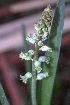  (Lachenalia perryae - Spies 9036)  @11 [ ] CreativeCommons - Attribution Non-Commercial Share-Alike (2012) P. Spies UFS