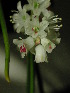  (Lachenalia zeyheri - UFS044)  @11 [ ] Unspecified (default): All Rights Reserved  Unspecified Unspecified