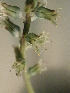  (Lachenalia mediana var. rogersii - UFS052)  @11 [ ] Unspecified (default): All Rights Reserved  Unspecified Unspecified