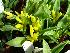  (Lachenalia reflexa - UFS054)  @11 [ ] Unspecified (default): All Rights Reserved  Unspecified Unspecified