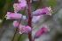  (Lachenalia rosea - UFS067)  @11 [ ] Unspecified (default): All Rights Reserved  Unspecified Unspecified