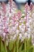  (Lachenalia latimerae - UFS072)  @11 [ ] Unspecified (default): All Rights Reserved  Unspecified Unspecified