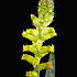  (Lachenalia arbuthnotiae - UFS076)  @11 [ ] Unspecified (default): All Rights Reserved  Unspecified Unspecified