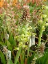  (Lachenalia longibracteata - UFS105)  @11 [ ] Unspecified (default): All Rights Reserved  Unspecified Unspecified