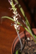  (Lachenalia muirii - UFS146)  @11 [ ] Unspecified (default): All Rights Reserved  Unspecified Unspecified