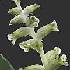  (Lachenalia undulata - UFS148)  @11 [ ] Unspecified (default): All Rights Reserved  Unspecified Unspecified