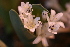  (Lachenalia ensifolia (Polyxena - UFS166)  @11 [ ] Unspecified (default): All Rights Reserved  Unspecified Unspecified