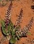  (Lachenalia valeriae - UFS177)  @11 [ ] Unspecified (default): All Rights Reserved  Unspecified Unspecified