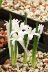  (Lachenalia longituba - UFS180)  @11 [ ] Unspecified (default): All Rights Reserved  Unspecified Unspecified