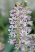  (Lachenalia bowkeri - UFS188)  @11 [ ] Unspecified (default): All Rights Reserved  Unspecified Unspecified