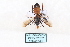  ( - BK291)  @11 [ ] CreativeCommons - Attribution Non-Commercial No Derivatives (2015) SCDBC SCDBC
