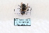  (Nomia chalybeata - HK309)  @13 [ ] CreativeCommons - Attribution Non-Commercial No Derivatives (2015) SCDBC SCDBC