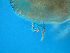  ( - ZMXII-539)  @12 [ ] CreativeCommons - Attribution Non-Commercial Share-Alike (2011) Manuel Elias ECOSUR