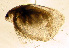  ( - ZMXIII_365)  @12 [ ] CreativeCommons - Attribution Non-Commercial (2011) Unspecified ECOSUR