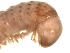  (Cambalopsidae - CHIgx07-23-06-001)  @13 [ ] CreativeCommons - Attribution (2010) CBG Photography Group Centre for Biodiversity Genomics