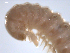  (Glyphiulus - CHIgx07-23-06-004)  @13 [ ] CreativeCommons - Attribution (2010) CBG Photography Group Centre for Biodiversity Genomics
