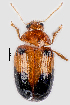  (Amphimela - CCDB-46111-A03)  @11 [ ] CreativeCommons - Attribution Share-Alike (2024) Hathal M Aldhafer King Saud University, Museum of Arthropods
