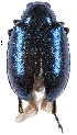  (Angulaphthona - CCDB-46111-A05)  @11 [ ] CreativeCommons - Attribution Share-Alike (2024) Hathal M Aldhafer King Saud University, Museum of Arthropods