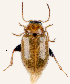  (Aphthona sp. 231SA - CCDB-46112-G11)  @11 [ ] CreativeCommons - Attribution Share-Alike (2024) Hathal M Aldhafer King Saud University, Museum of Arthropods