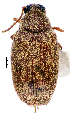  (Caryedon acaciae - CCDB-46112-C06)  @11 [ ] CreativeCommons - Attribution Share-Alike (2024) Hathal M Aldhafer King Saud University, Museum of Arthropods