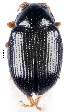  ( - CCDB-46111-B02)  @11 [ ] CreativeCommons - Attribution Share-Alike (2024) Hathal M Aldhafer King Saud University, Museum of Arthropods
