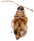  ( - CCDB-46111-D11)  @11 [ ] CreativeCommons - Attribution Share-Alike (2024) Hathal M Aldhafer King Saud University, Museum of Arthropods