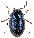  ( - CCDB-46111-C01)  @11 [ ] CreativeCommons - Attribution Share-Alike (2024) Hathal M Aldhafer King Saud University, Museum of Arthropods