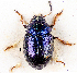  ( - CCDB-46111-C03)  @11 [ ] CreativeCommons - Attribution Share-Alike (2024) Hathal M Aldhafer King Saud University, Museum of Arthropods