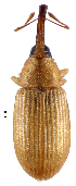  ( - CCDB-46112-E08)  @11 [ ] CreativeCommons - Attribution Share-Alike (2024) Hathal M Aldhafer King Saud University, Museum of Arthropods
