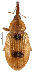  (Derelomus schoedli - CCDB-46112-E11)  @11 [ ] CreativeCommons - Attribution Share-Alike (2024) Hathal M Aldhafer King Saud University, Museum of Arthropods