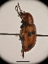  ( - CCDB-46111-C10)  @11 [ ] CreativeCommons - Attribution Share-Alike (2024) Hathal M Aldhafer King Saud University, Museum of Arthropods