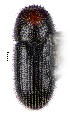  ( - CCDB-46112-F01)  @11 [ ] CreativeCommons - Attribution Share-Alike (2024) Hathal M Aldhafer King Saud University, Museum of Arthropods